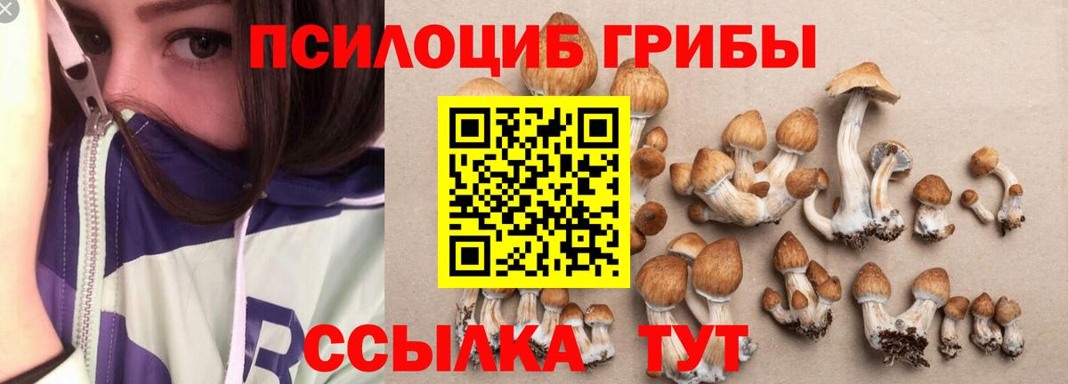 Псилоцибиновые грибы Psilocybe Губкин